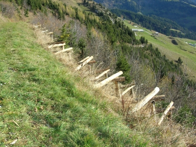 Dreibeinböcke im Lawinenschutzwald oberhalb des Dorfes Amden gegen das Schneegleiten